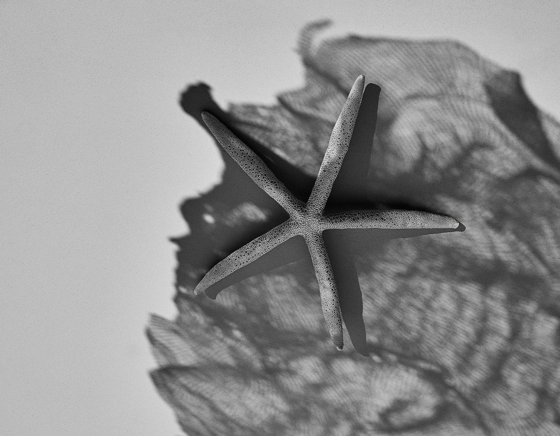 Il richiamo del mare